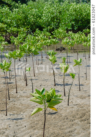 The Mangrove Tree (botanical name is Rhizophora Mangle) at Sea Shore. 61823047