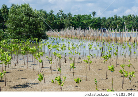 The Mangrove Tree (botanical name is Rhizophora Mangle) at Sea Shore. 61823048