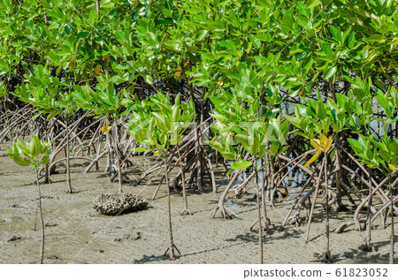 The Mangrove Tree (botanical name is Rhizophora Mangle) at Sea Shore. The Mangrove Tree (botanical name is Rhizophora Mangle) at Sea Shore. 61823052