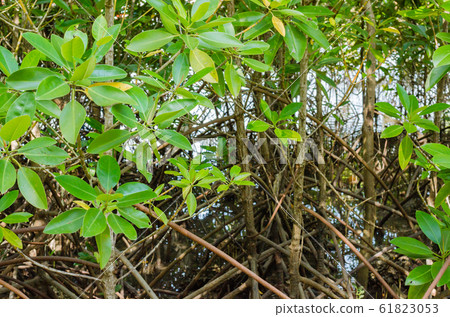 The Mangrove Tree (botanical name is Rhizophora Mangle) at Sea Shore. The Mangrove Tree (botanical name is Rhizophora Mangle) at Sea Shore. 61823053