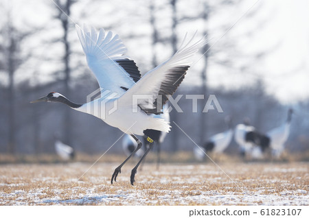 Displacement of crane (Hokkaido, Tsurui) 61823107