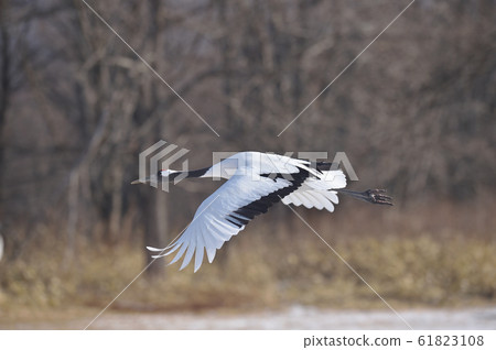 Japanese crane (Tsurui, Hokkaido) taking off from Ito Sanctuary Japanese crane (Tsurui, Hokkaido) taking off from Ito Sanctuary 61823108