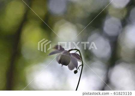 Renge goshoma Renge goshoma 61823110