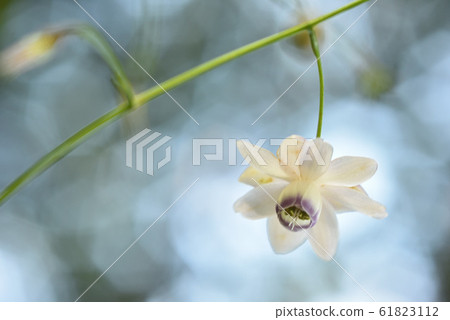 Renge goshoma 61823112