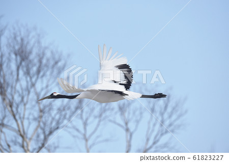 Flying crane (Hokkaido, Tsurui) Flying crane (Hokkaido, Tsurui) 61823227