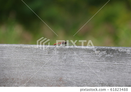 Red dragonfly Red dragonfly 61823488