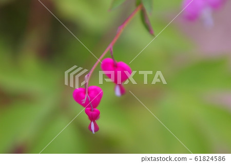 Heart shape bud 61824586