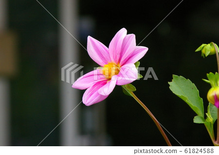 Lotus flower in full bloom 61824588