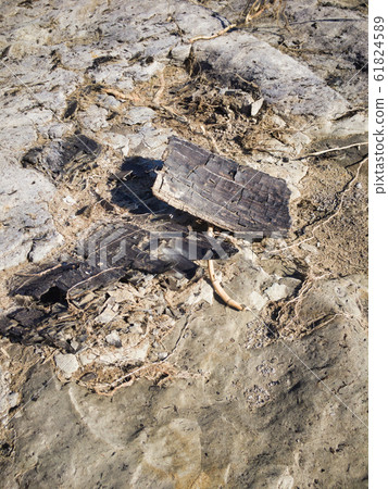 Miracle fossils of 2 million years ago and Asakawa Fossil River 61824589