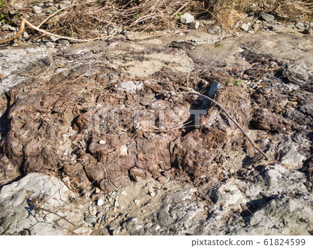 200萬年前的奇蹟化石和淺川化石河 200萬年前的奇蹟化石和淺川化石河 61824599