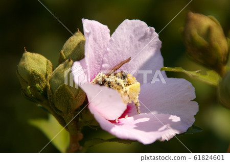 Rose of Sharon and bee 61824601