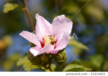 Rose of Sharon and bee Rose of Sharon and bee 61824603