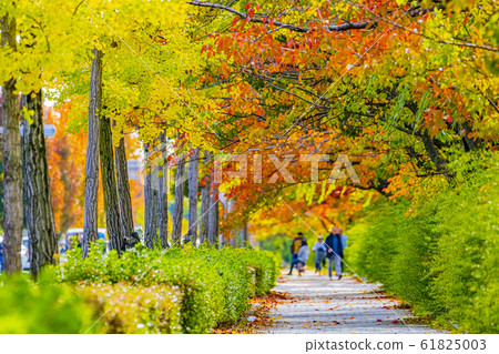 Kyoto Autumn Kawabata Street Kyoto Autumn Kawabata Street 61825003