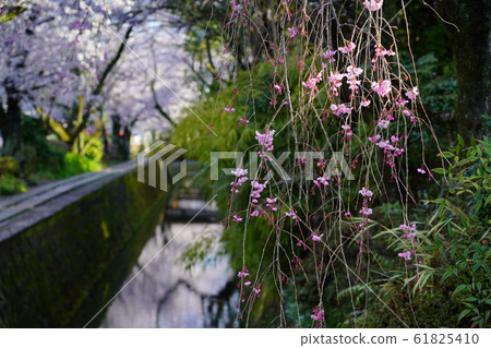 京都哲學之路 61825410