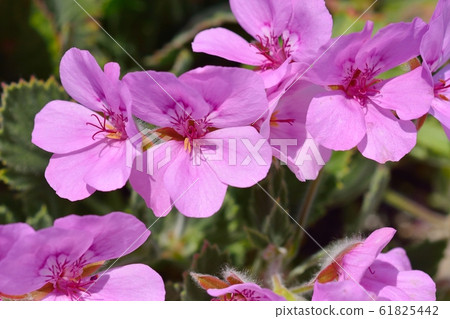 Geranium 61825442