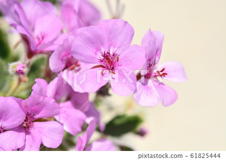 Geranium 61825444