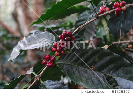 Fresh red coffee red cherry coffee bean in hands Fresh red coffee red cherry coffee bean in hands 61826362