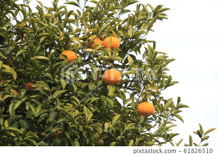 Natsumikan Natsumikan 61826510