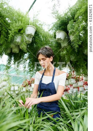 Botanist working in greenhouse Botanist working in greenhouse 61826671