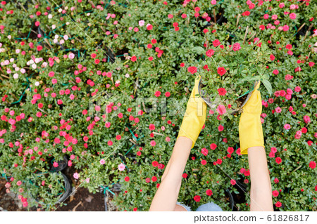 Gardenr taking blooming flower Gardenr taking blooming flower 61826817