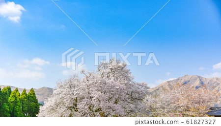 Sakura Large cherry tree in full bloom beautifully over 400 years old. Sakura Large cherry tree in full bloom beautifully over 400 years old. 61827327