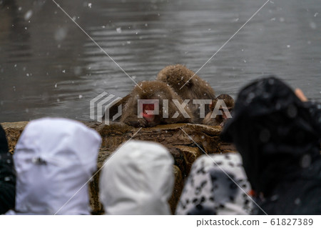 雪猴日本遊客看著日本猴子地獄谷猴子公園長野 61827389