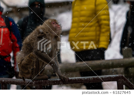 雪猴日本猴子地獄谷猴子公園長野 61827645