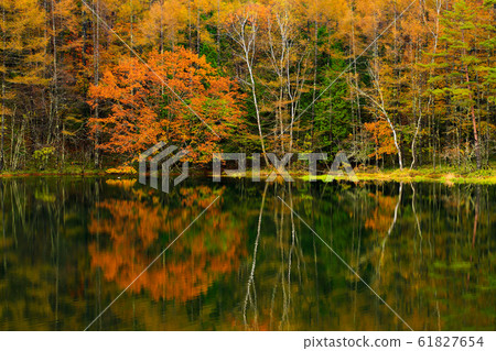 Autumn leaves @ Mikaka Pond 61827654