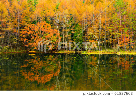 Autumn leaves @ Mikaka Pond Autumn leaves @ Mikaka Pond 61827668