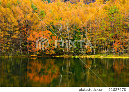 Autumn leaves @ Mikaka Pond Autumn leaves @ Mikaka Pond 61827678