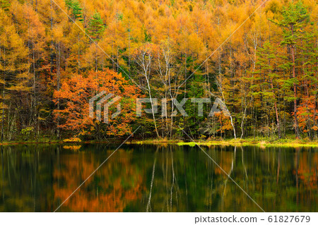 Autumn leaves @ Mikaka Pond Autumn leaves @ Mikaka Pond 61827679