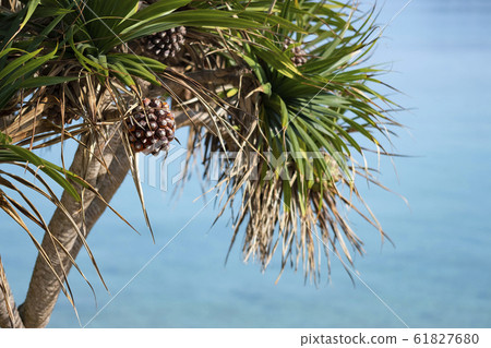Adan tree and red fruit growing along the sea, often seen in Okinawa Adan tree and red fruit growing along the sea, often seen in Okinawa 61827680