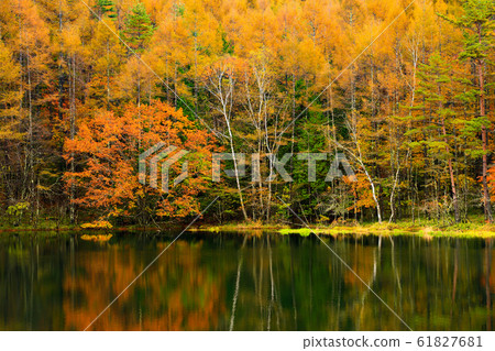 Autumn leaves @ Mikaka Pond Autumn leaves @ Mikaka Pond 61827681