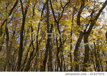 Oyama / beech forest (Tottori Prefecture) 61827850