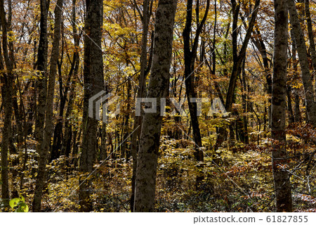 小山/山毛櫸森林（鳥取縣） 61827855