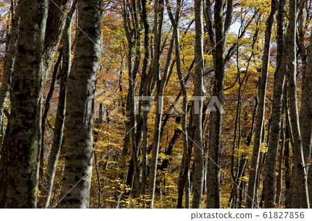 Oyama / beech forest (Tottori Prefecture) Oyama / beech forest (Tottori Prefecture) 61827856