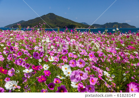 Cosmos of Flower Park Urashima Cosmos of Flower Park Urashima 61828147