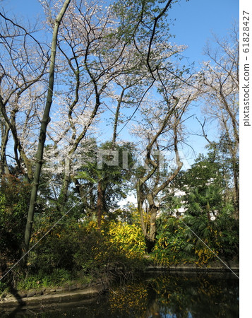 Bunkyo Ward's spring garden (Rakuei Pond) where cherry blossoms and Yamabuki bloom Bunkyo Ward's spring garden (Rakuei Pond) where cherry blossoms and Yamabuki bloom 61828427