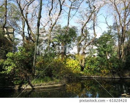 文京區的春天花園(Rakuei池塘),櫻花和山歌舞bloom盛開 文京區的春天花園(Rakuei池塘),櫻花和山歌舞bloom盛開 61828428