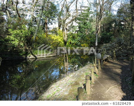 文京區的春天花園(Rakuei池塘),櫻花和山歌舞bloom盛開 文京區的春天花園(Rakuei池塘),櫻花和山歌舞bloom盛開 61828429