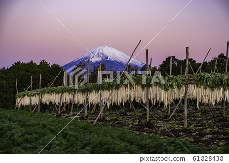 （靜岡縣）箱根富士黎明西腳下的蘿蔔幹 61828438