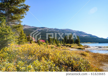 弓湖秋加拿大落基山脈-黃色湖岸（加拿大班夫國家公園-艾伯塔省） 61828665