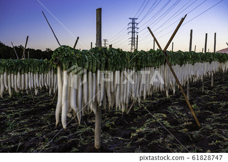 (Shizuoka) Dried radish at the western foot of Hakone, exposed to the morning light 61828747