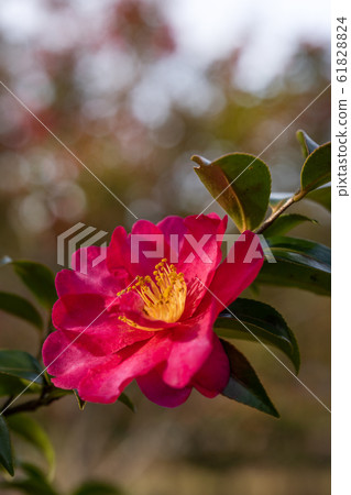 紅茶梅關閉 61828824