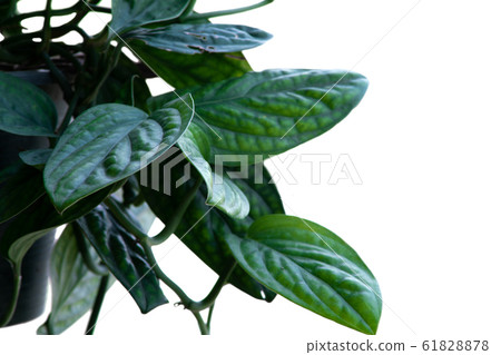 Green leaves in pots for garden decoration on 61828878