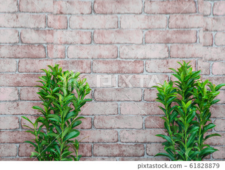 Blurred small trees on brick wall background. 61828879