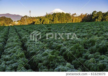 (Shizuoka) Vegetable field at the western foot of Hakone @ carrot (Shizuoka) Vegetable field at the western foot of Hakone @ carrot 61829070