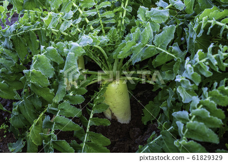 (Shizuoka) Vegetable field at the west foot of Hakone radish 61829329