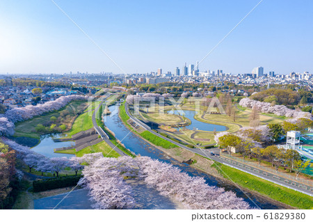Aerial panorama: Cherry blossom corridor in Minuma rice field Aerial panorama: Cherry blossom corridor in Minuma rice field 61829380