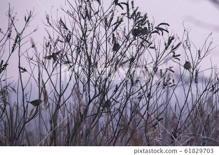 Siheung Tidal-Ecological Park, Siheung City, Gyeonggi-do Siheung Tidal-Ecological Park, Siheung City, Gyeonggi-do 61829703